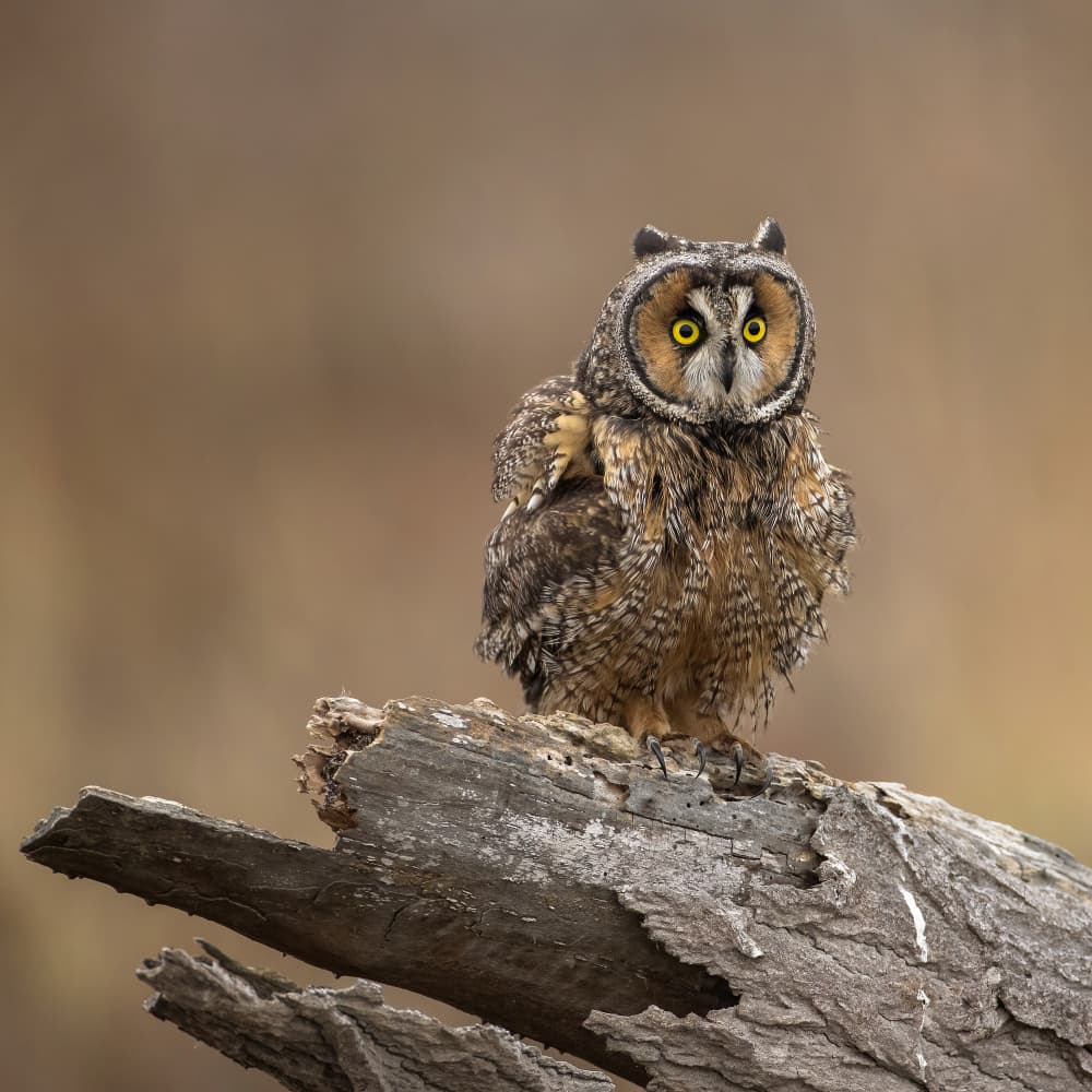 Long Eared Owl Stare by Taksing (吉星高照) — canvas wall art