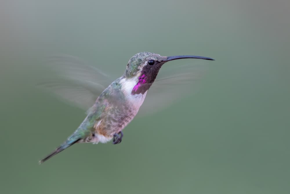 Iridescent Hummingbird Flight by Bill Lu — canvas wall art