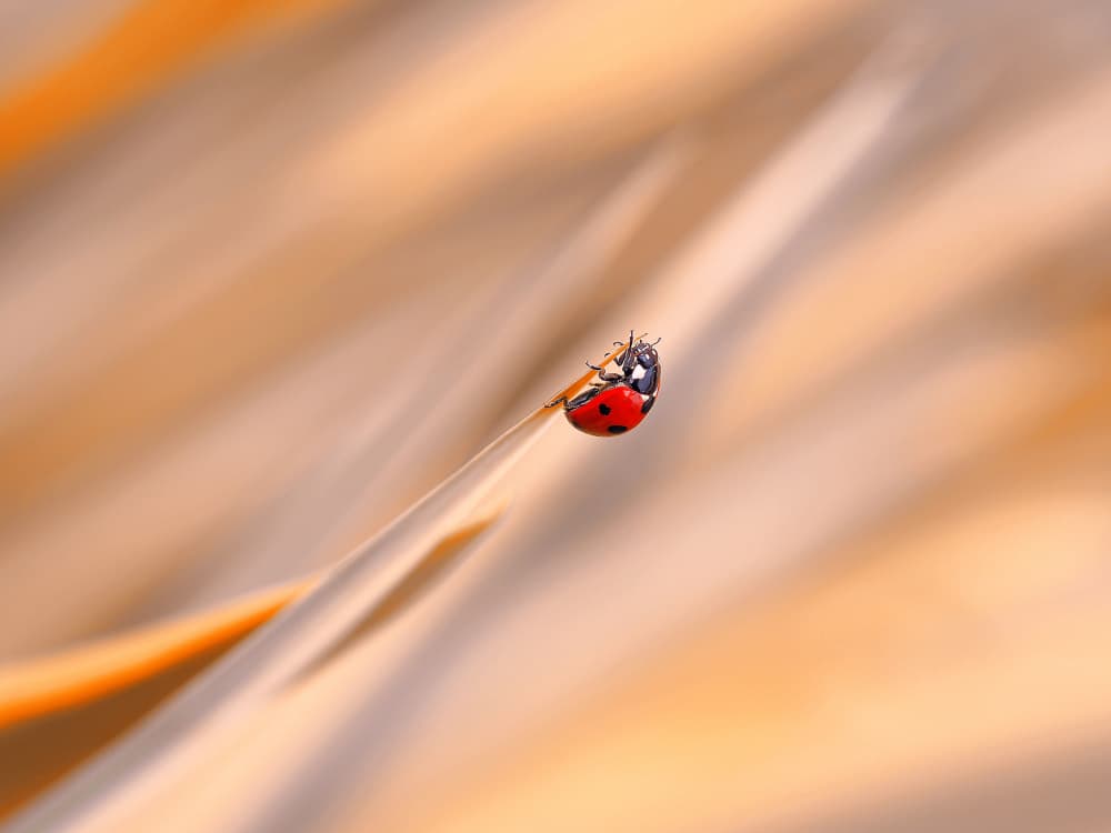 Ladybug in Golden Light by Thierry Dufour — canvas wall art