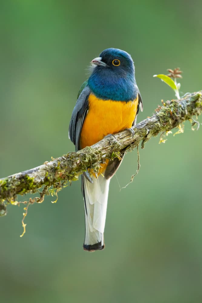 Vibrant Blue Orange Bird by Milan Zygmunt — canvas wall art