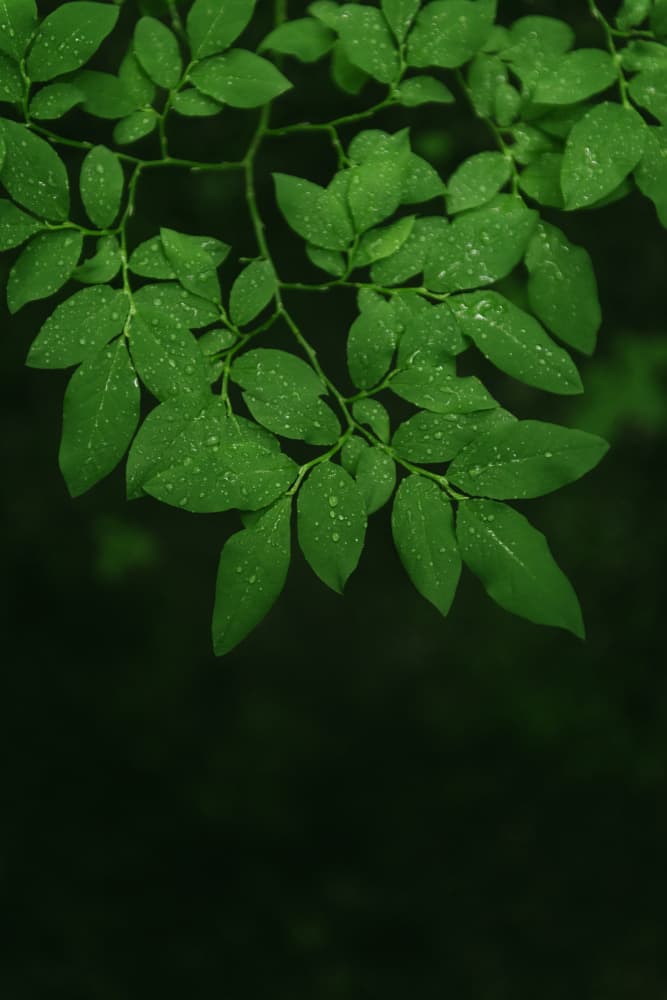 Lush Wet Leaves by Lynann Colligan — canvas wall art