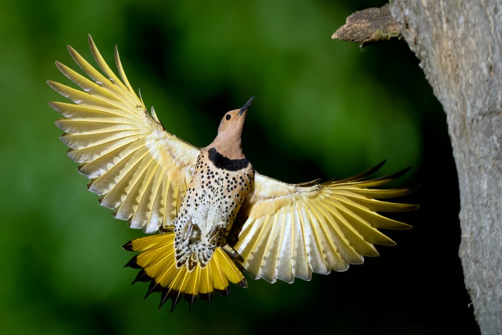 Shiny Northern Flicker by Johnny Chen — canvas wall art