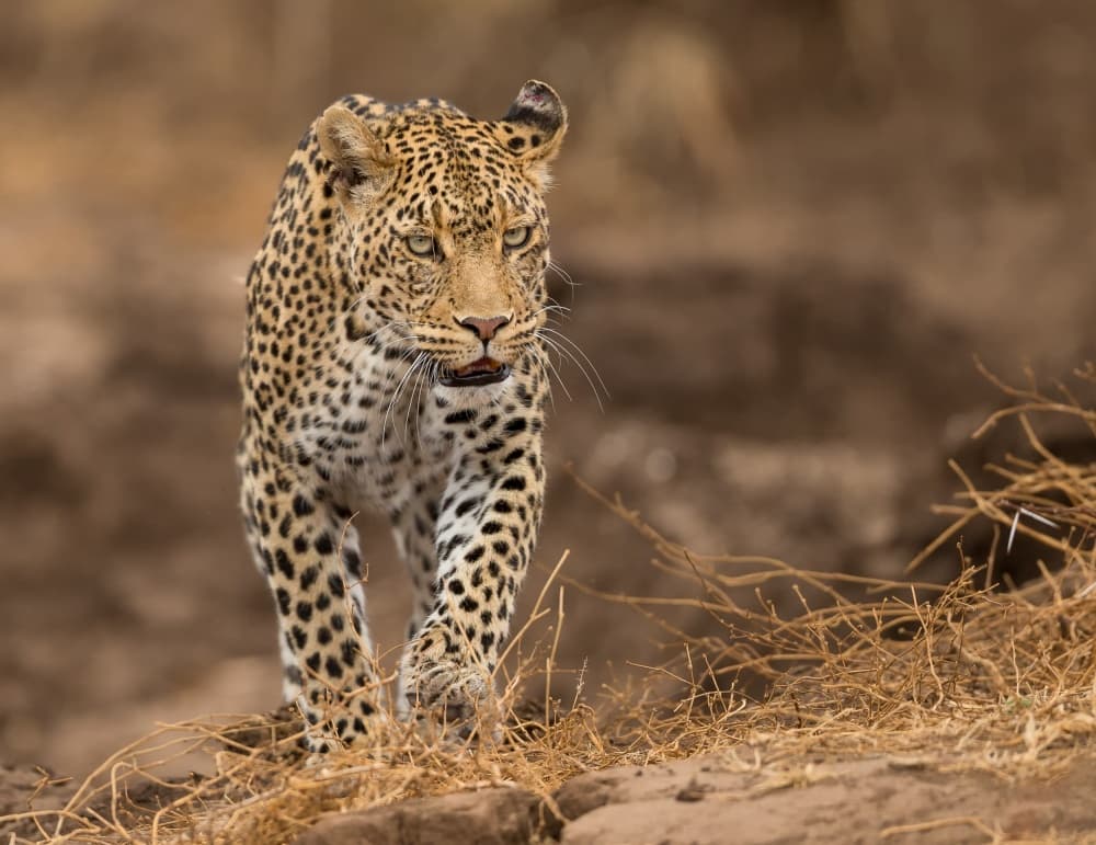 Majestic Leopard Walk by Jaco Marx — canvas wall art