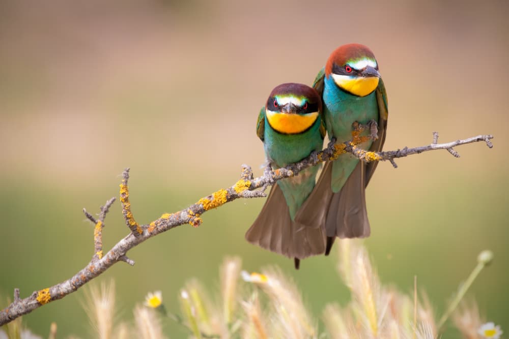 Grouchy birds! by TONY GORAN — canvas wall art