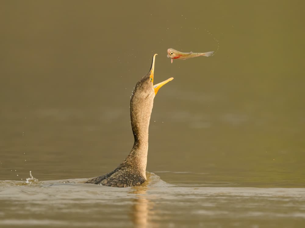 Bird's Perfect Catch by Moses Wang — canvas wall art