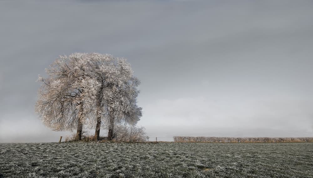 Frosted Winter Trees by Leon — canvas wall art
