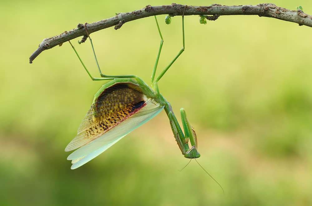 Praying Mantis Emerging by Gunarto Song — canvas wall art