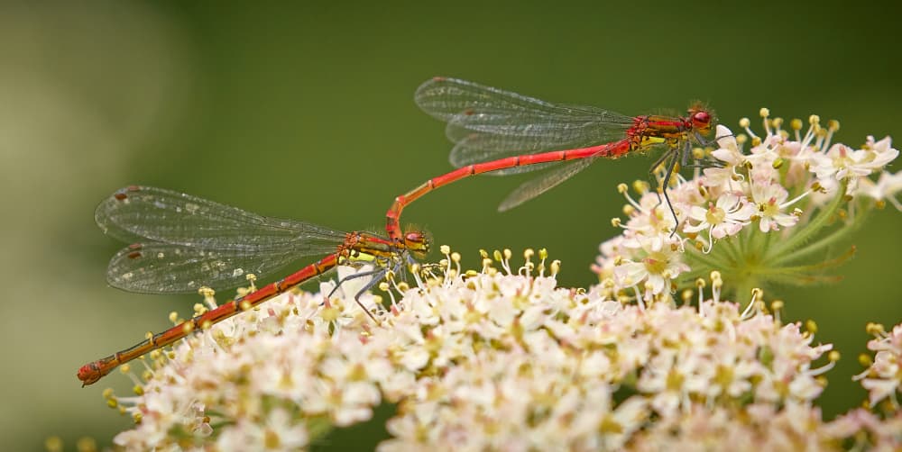 Red Damselflies Mating by Stuart Williams — canvas wall art
