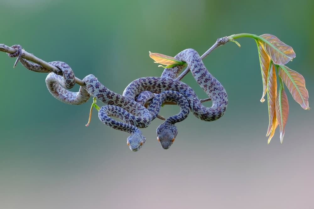 Intertwined Tree Snakes by Phat Dao Tan — canvas wall art