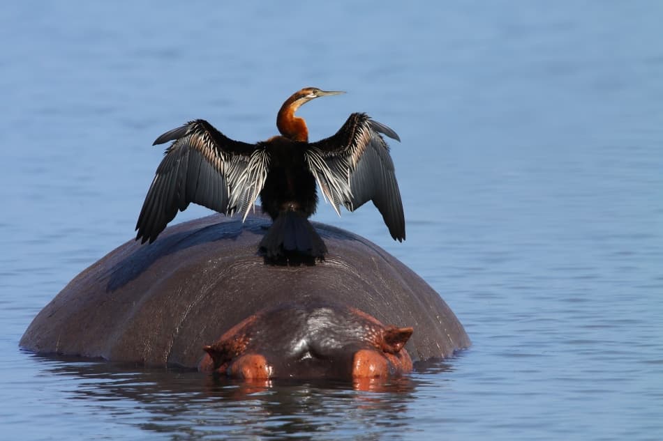 Drying Darter on Hippo by Nicolás Merino — canvas wall art