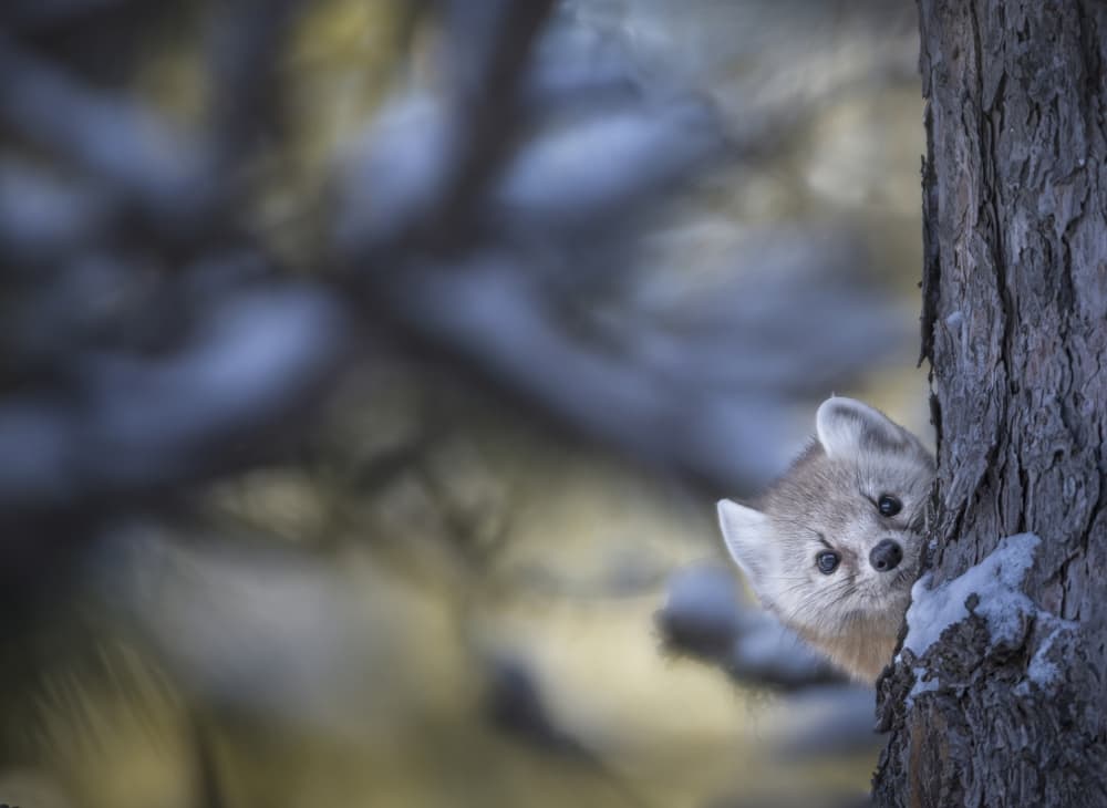 Curious Winter Marten by Larry Deng APA — canvas wall art