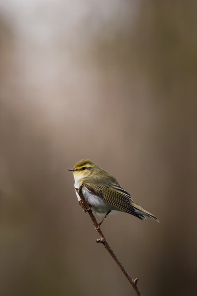 Green Songbird Perched by Magnus Renmyr — canvas wall art
