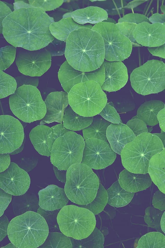 Lush Green Leaves by Olivia Joy StClaire — canvas wall art