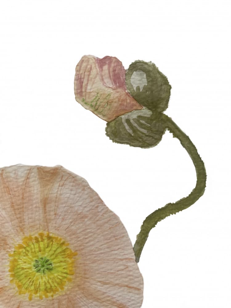 Poppy Bud and Bloom by Carola Cedell — canvas wall art