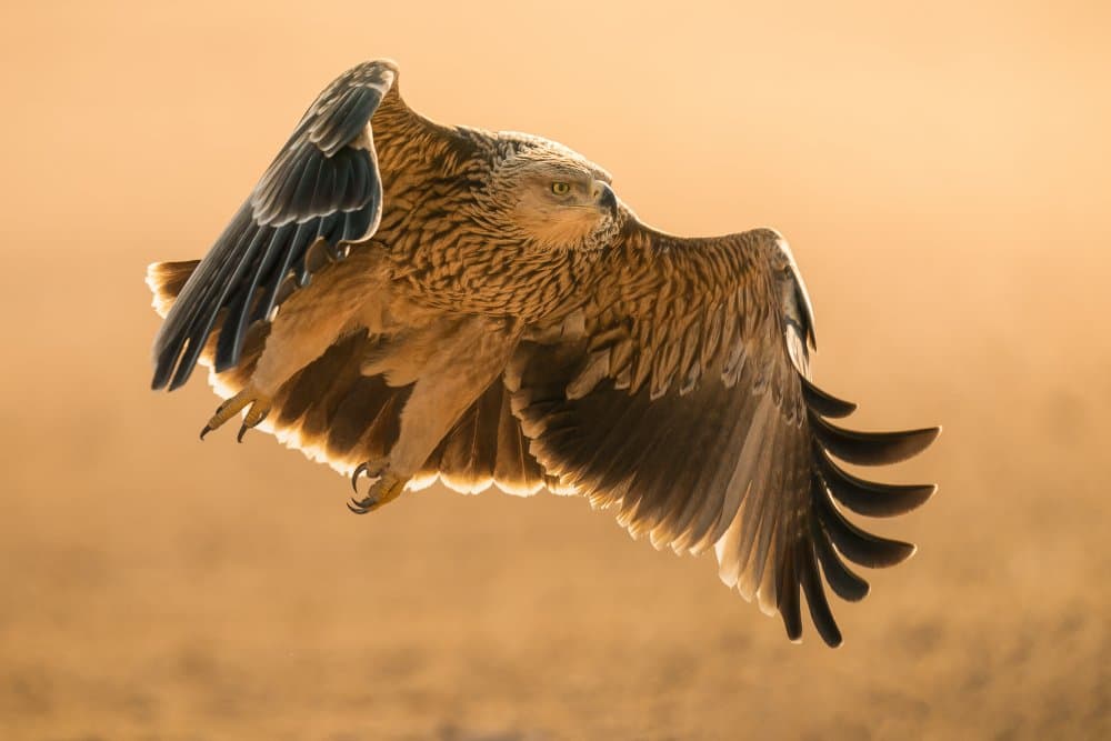 Golden Eagle Soaring by Ahmed Sobhi — canvas wall art