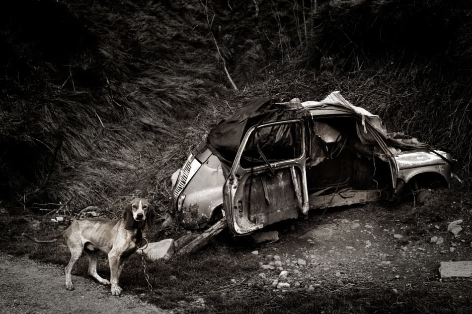 Rustic Hound Old Wreck by Marco Antonio Cobo — canvas wall art