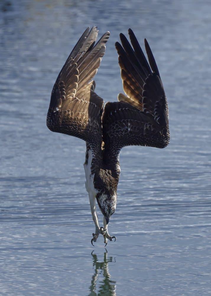 Osprey Water Strike by Johnny Chen — canvas wall art