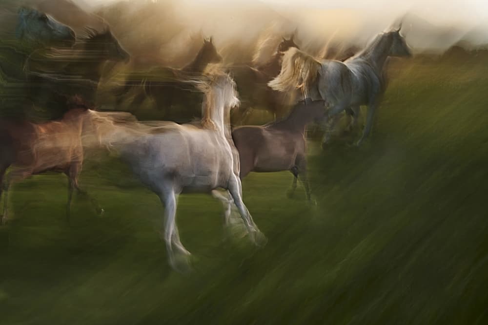 Galloping Wild Horses by Milan Malovrh — canvas wall art