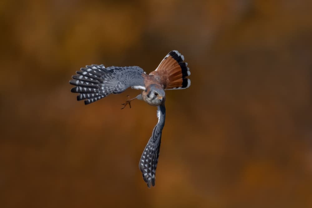 Kestrel In Autumn Flight by Max Wang — canvas wall art