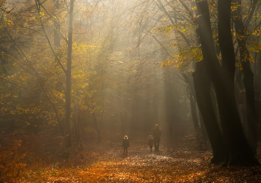 Misty Autumn Forest Walk by Yang Jiao — canvas wall art