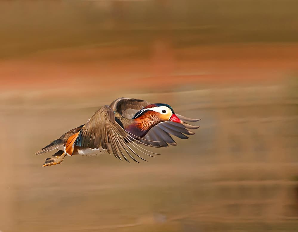 Mandarin Duck In Flight by Shlomo Waldmann — canvas wall art