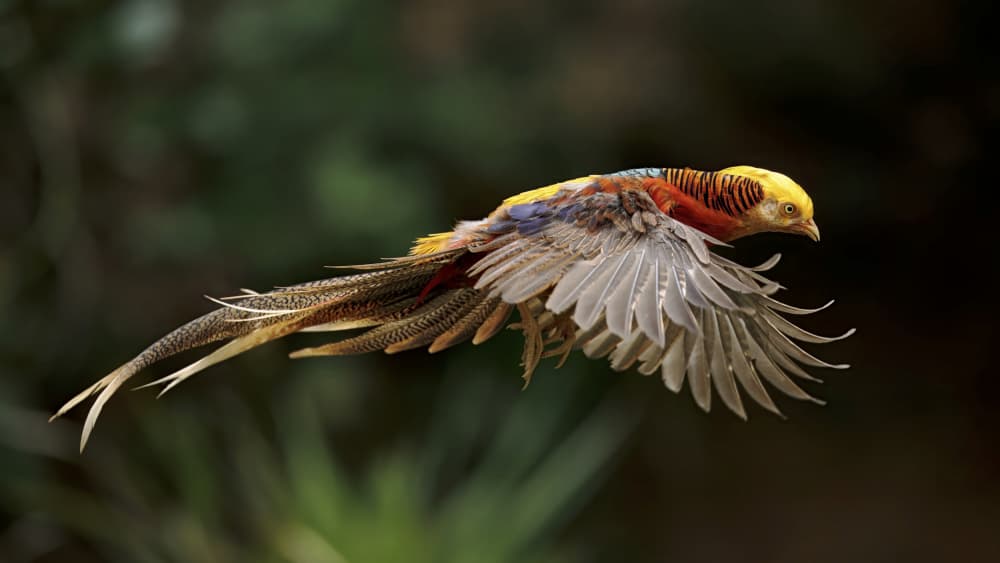 Golden Pheasant In Flight by Gavin Lam — canvas wall art