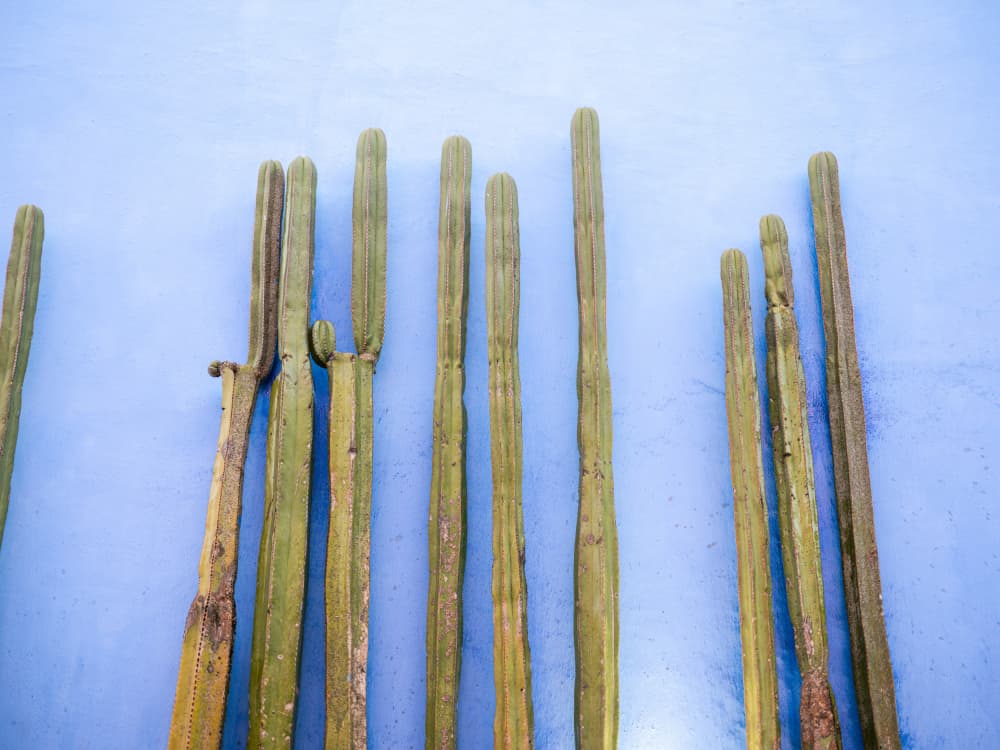 Tall Cacti on Blue | Oaxaca Mexico Travel by Raisa Zwart — canvas wall art