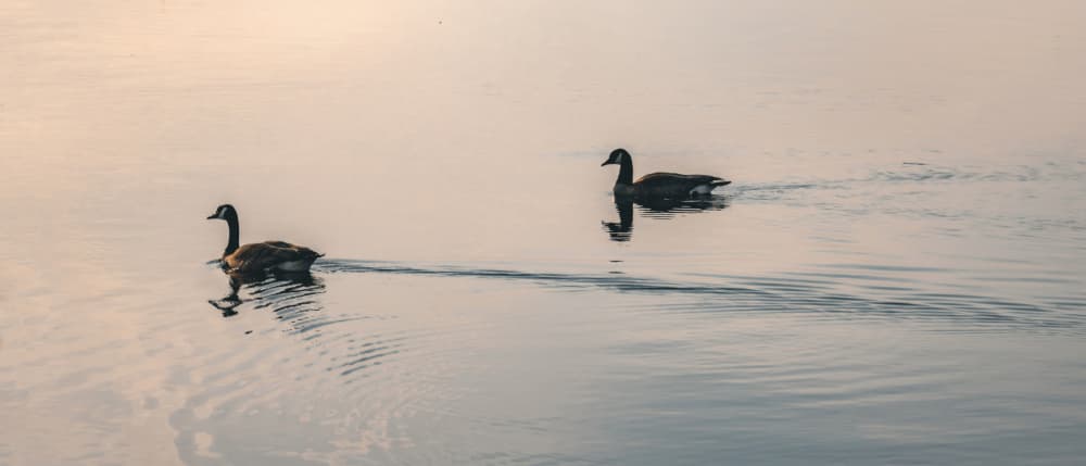 Golden Hour Geese by Stephanie Klatt — canvas wall art
