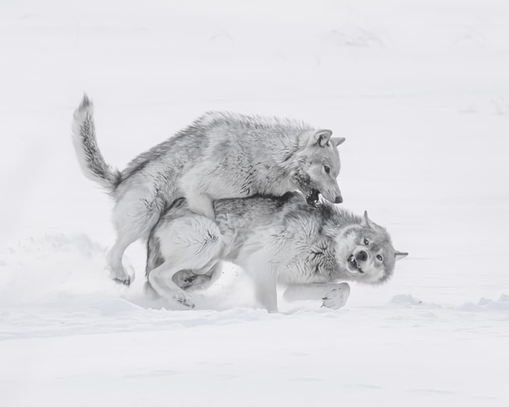 Winter Wolves Play by Siyu_Wei APA — canvas wall art