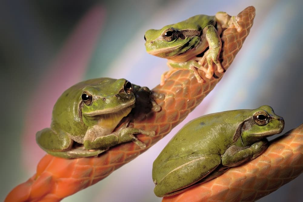 Serene Treefrog Trio by Jimmy Hoffman — canvas wall art