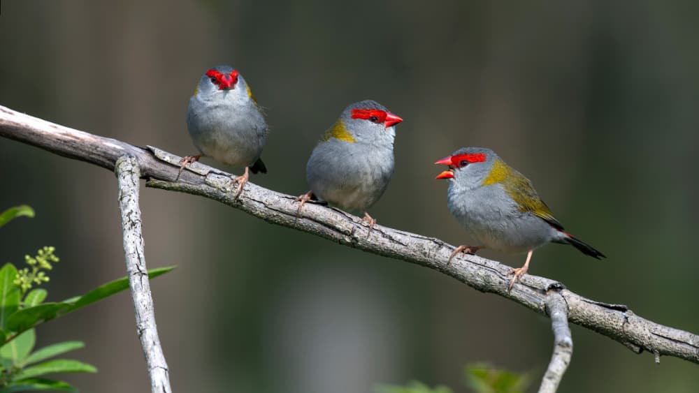 Red-faced Finches Perched by Emanuel Papamanolis — canvas wall art