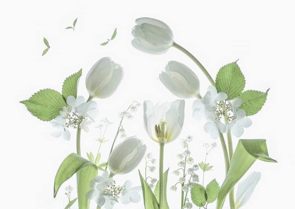 Ethereal White Tulips by Catherine Wang — canvas wall art