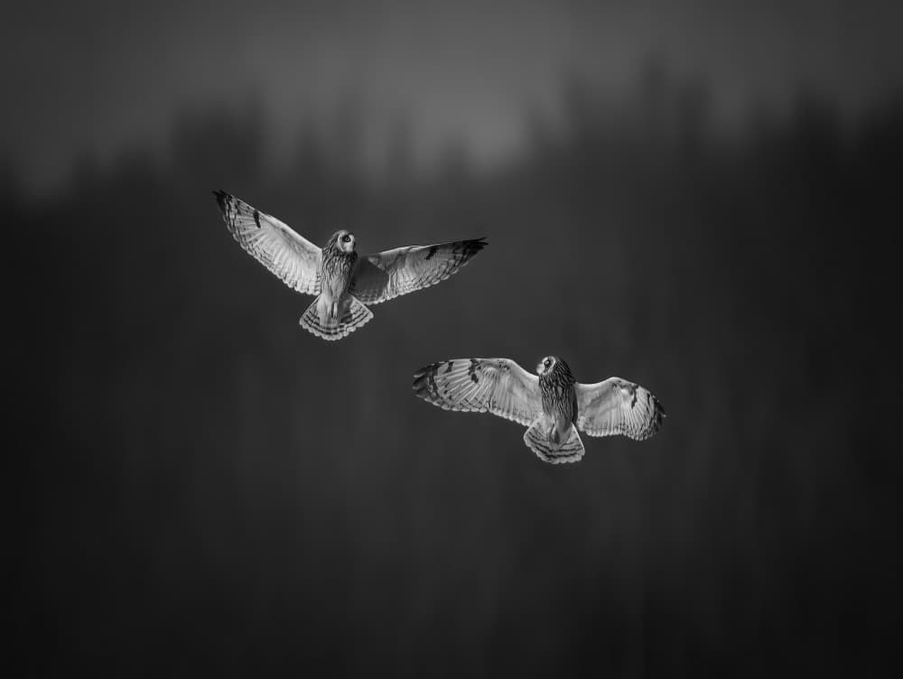 Majestic Owls in Flight by Ruiqing P. — canvas wall art