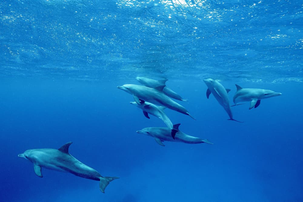 Dolphins Under Blue Water by Serge Melesan — canvas wall art