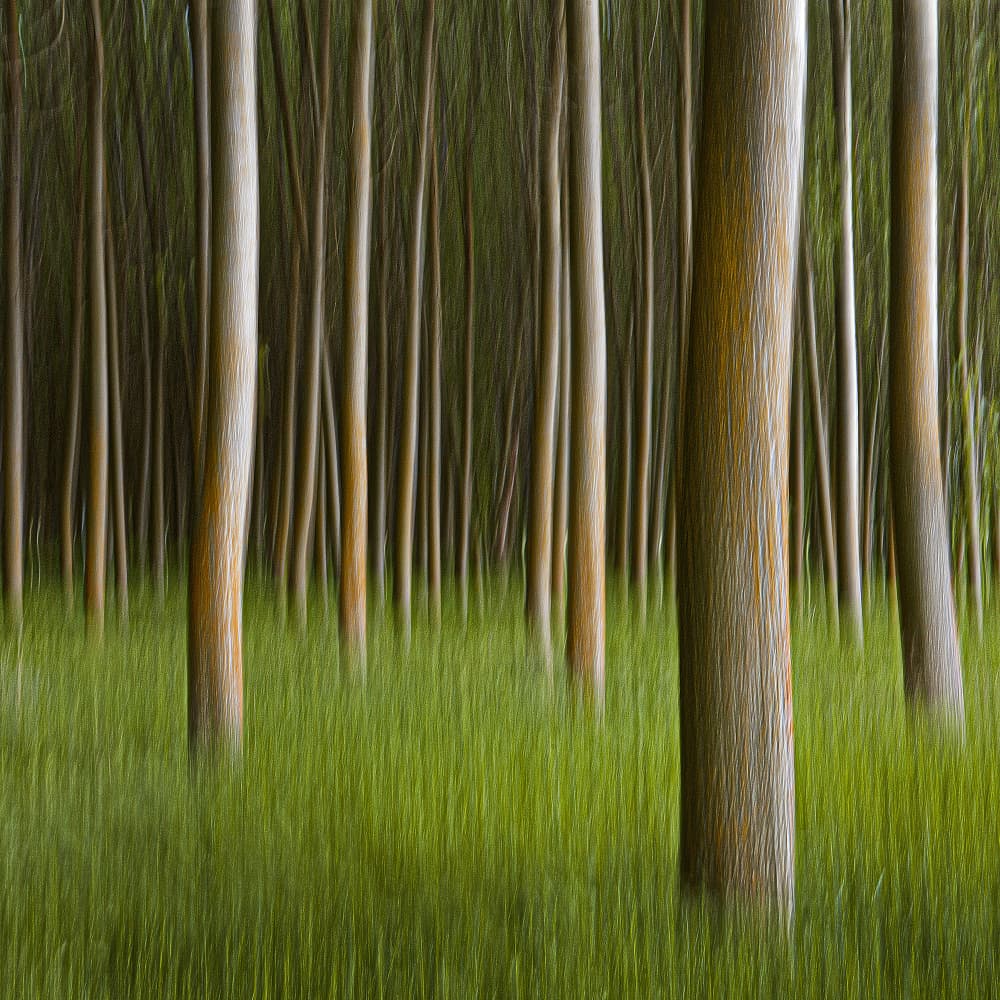 Vertical Forest Green by Juan Antonio Palacios — canvas wall art