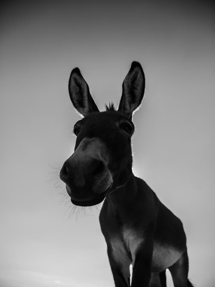 Curious Donkey Gaze by Shot by Clint — canvas wall art