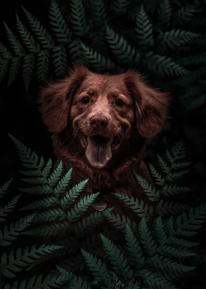 Happy Dog In Ferns by Ariz Rab — canvas wall art
