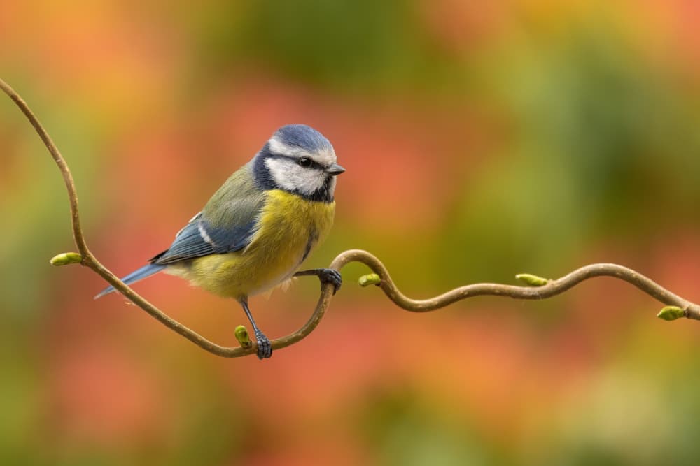 Blue Tit Perched Vine by Annie Keizer — canvas wall art