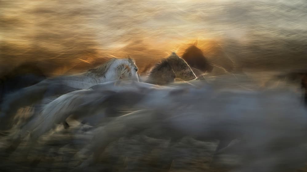 Moving Horses In Golden Light by Milan Malovrh — canvas wall art