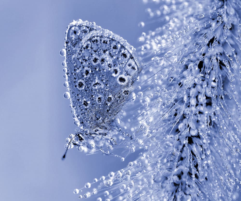 Sparkling Blue Butterfly by Thierry Dufour — canvas wall art
