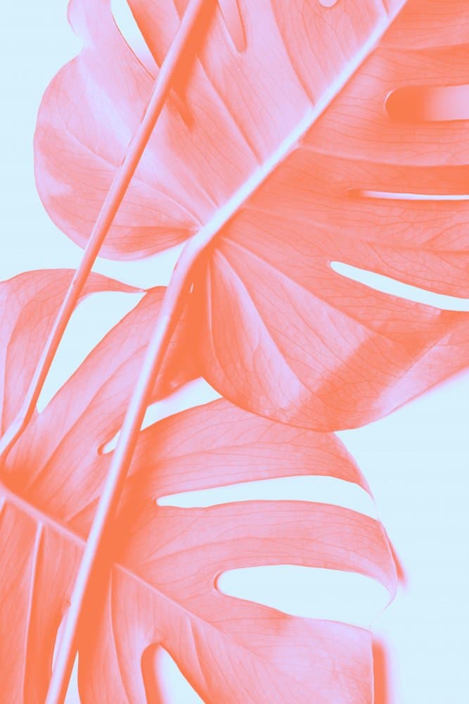 Coral Monstera Glow by Pictufy Studio III — canvas wall art