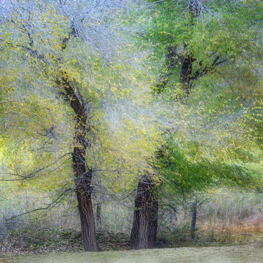 Autumn Woodland Hues by Dawn X W — canvas wall art