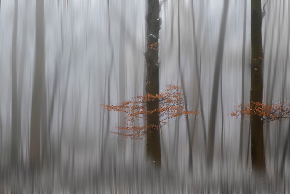 Autumn Forest Blur by Greetje van Son — canvas wall art