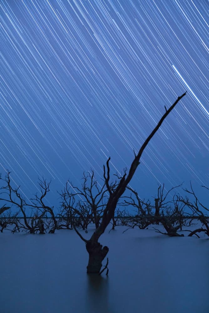 Star Trails Over Bare Trees by Jingshu Zhu — canvas wall art
