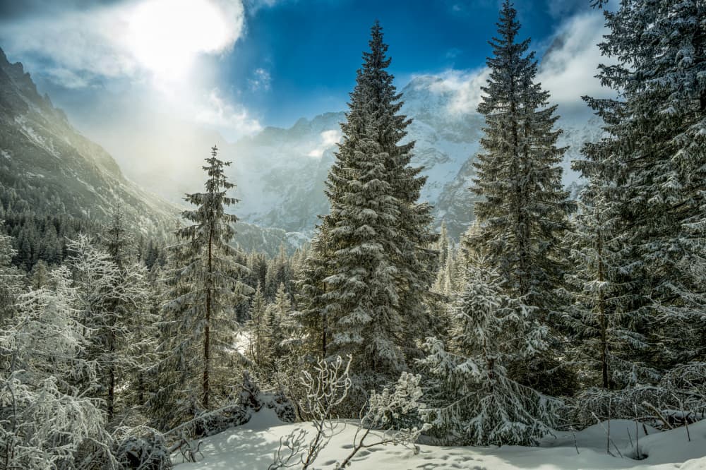 Sunlit Winter Mountain Forest by Slawomir Kowalczyk AFRP FIAP IAAP — canvas wall art