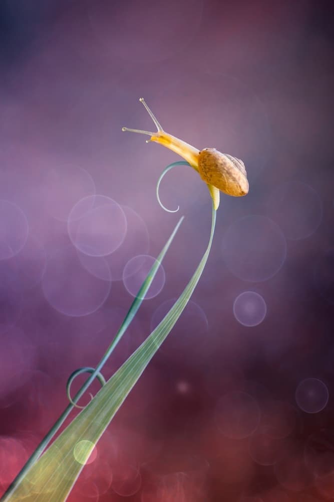 Whimsical Snail on Grass by Hendy Mp — canvas wall art