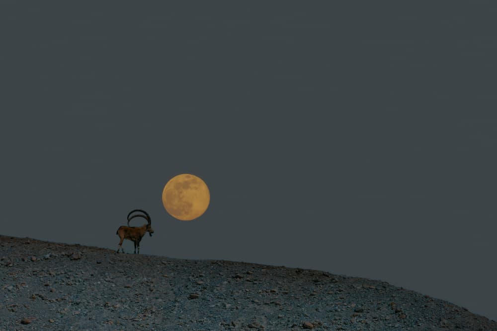 Ibex and Full Moon by אייל בר אור • Eyal Bar Or — canvas wall art