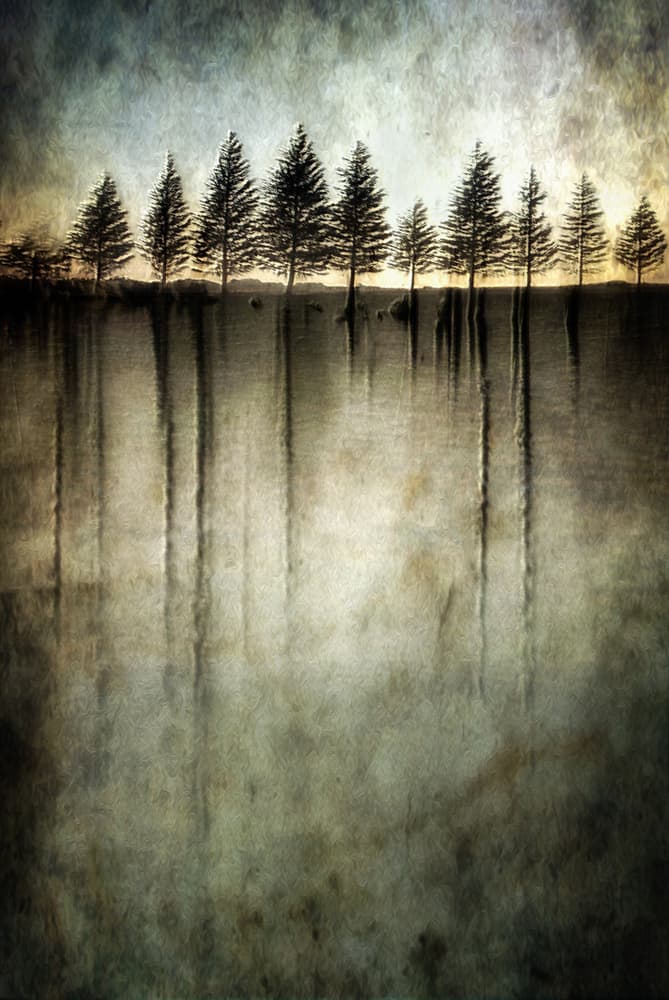 Moody Tree Reflections by Charlaine Gerber — canvas wall art