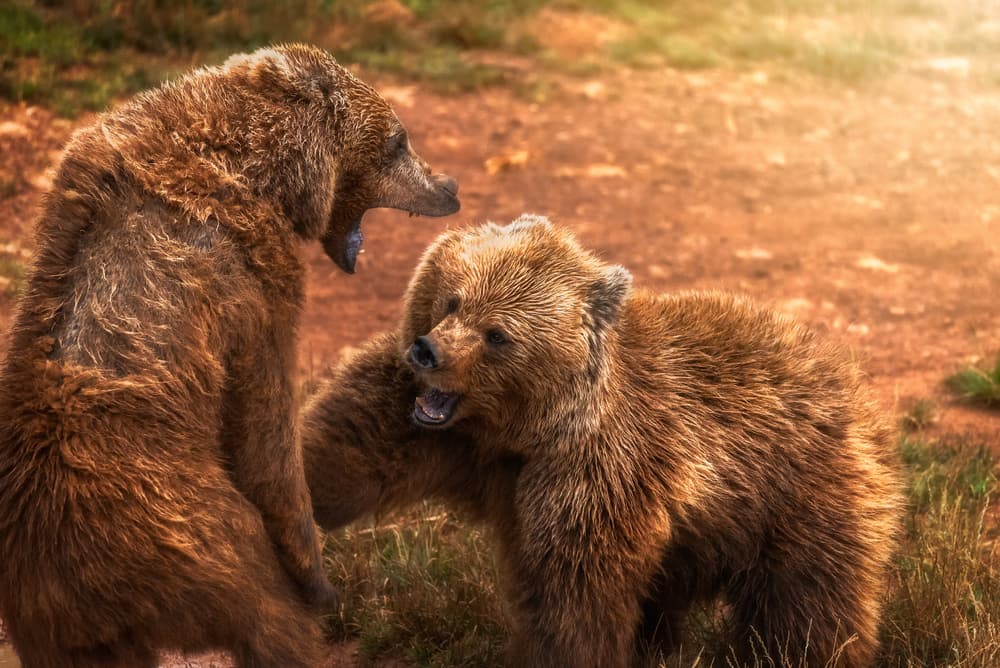 Brown Bear Cubs Play by Juan López Ruiz — canvas wall art