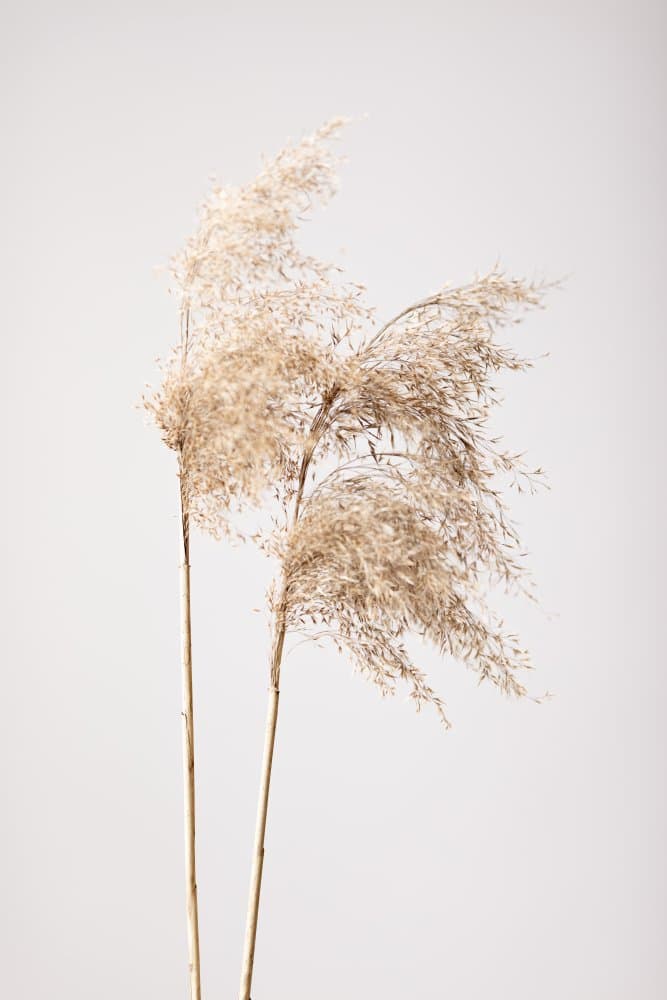 Soft Pampas Grass by Pictufy Studio III — canvas wall art